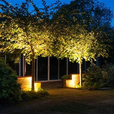 Luce ad albero